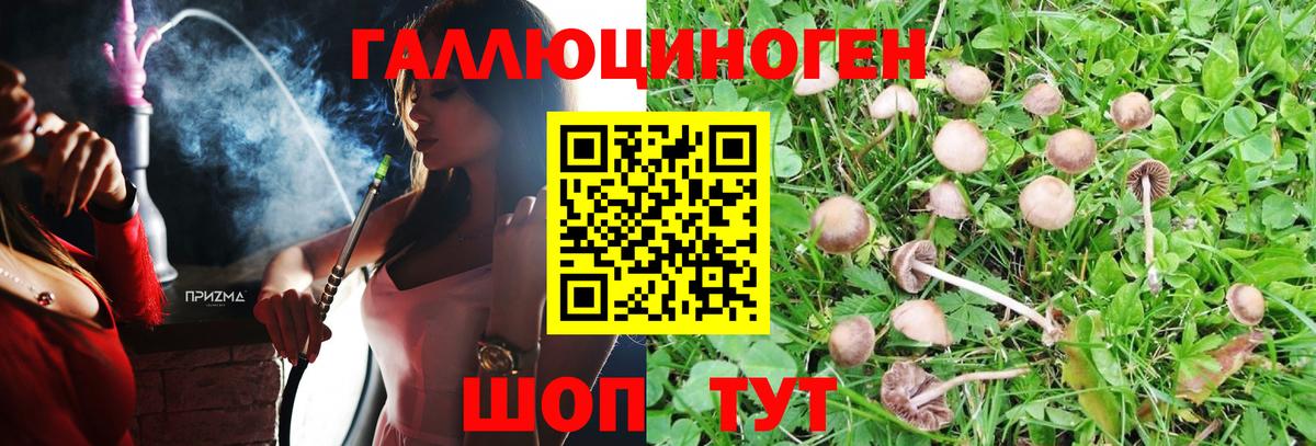 Псилоцибиновые грибы Psilocybe Острогожск